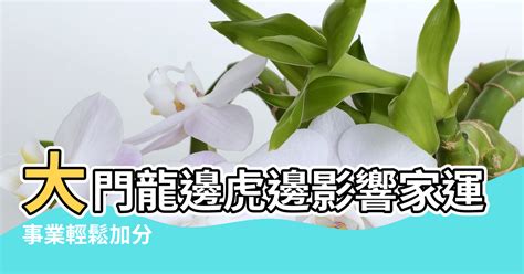 龍邊種樹|【龍邊種樹】【開運風水】龍邊種樹，引來財富與好運！